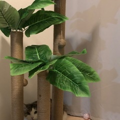 猫　爪研ぎ