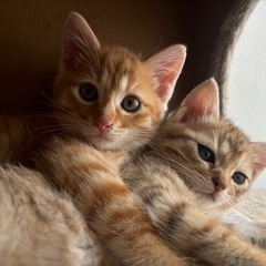 元気な兄妹猫です！