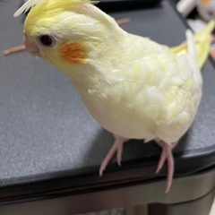 オカメインコ探してます