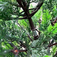 クリスマスツリー　中古　ジャンクの画像