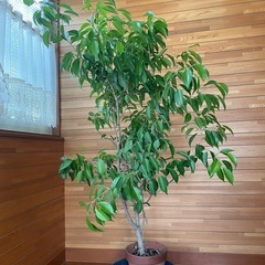 観葉植物の画像