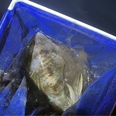 新鮮なアオリイカ要りませんか？