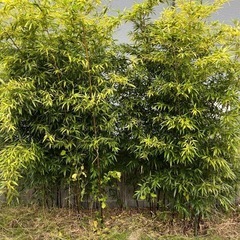 黒竹
