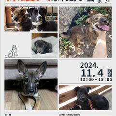 保護犬ふれあい会　場所:佐古