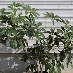 ◆ 大型 ツピタンサス 観葉植物 ◆の画像