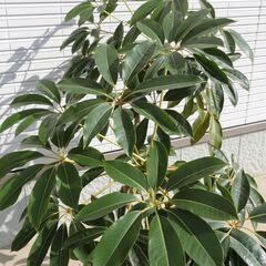 ◆ 大型 ツピタンサス 観葉植物 ◆の画像