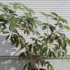 ◆ 大型 ツピタンサス 観葉植物 ◆の画像