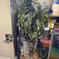 人工観葉植物