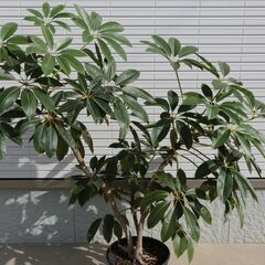 ◆ 大型 ツピタンサス 観葉植物 ◆の画像