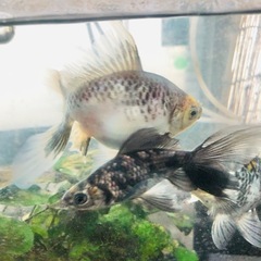 ‼️決まりました‼️引き取り限定 金魚 モザイク東海錦の画像