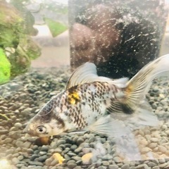 ‼️決まりました‼️引き取り限定 金魚 モザイク東海錦の画像