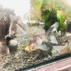 ‼️決まりました‼️引き取り限定 金魚 モザイク東海錦の画像
