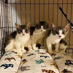 可愛いキジ白子猫姉妹