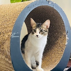 可愛いキジ白子猫姉妹 - 里親募集