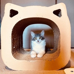 可愛いキジ白子猫姉妹 - 猫