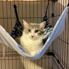 可愛いキジ白子猫姉妹 − 神奈川県