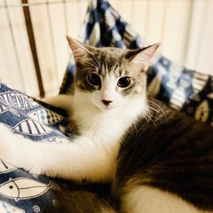 可愛いキジ白子猫姉妹 - 鎌倉市