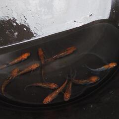 （決まりました）夜桜ゴールドメダカ③5ペアの画像