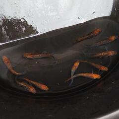 （決まりました）夜桜ゴールドメダカ③5ペアの画像