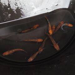 （決まりました）夜桜ゴールドメダカ③5ペアの画像