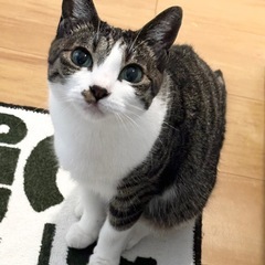 ハチワレちゃんで凄く人懐っこい可愛い子です🐈🐾