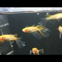 👘卑弥呼メダカの針子20匹👘破格です‼️‼️受付は越冬の為、今月...