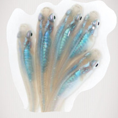 🌊深海メダカの稚魚🌊30匹‼️‼️‼️受付は越冬の為、今月末まで。