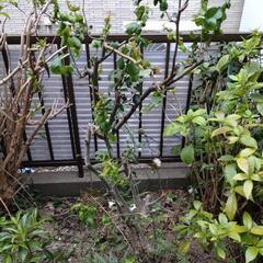【お取引相談中】【急募】【あげます】庭木いろいろの画像