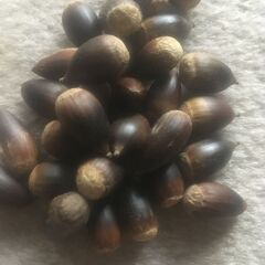 どんぐり（椎の実）の画像