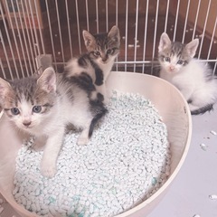 子猫ちゃんたち♡ 里親様決定！