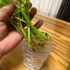 ⑧ポトス【ライム】水挿し苗の画像