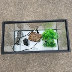 60センチ企画水槽の画像