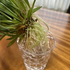 オリヅルラン水挿し苗の画像