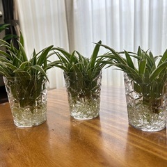 オリヅルラン水挿し苗
