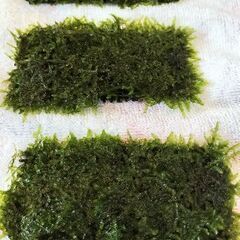育成中　ウィローモスマット3枚セット