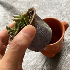 埴輪の鉢入り多肉　ハニワ　寄せ植え　埴輪の鉢入り ピーチ姫　 s...