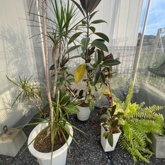観葉植物の画像