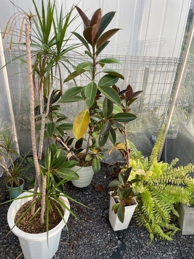 観葉植物