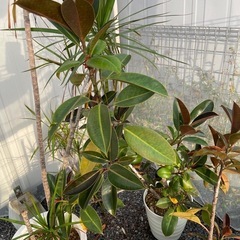 観葉植物の画像