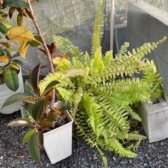 観葉植物の画像