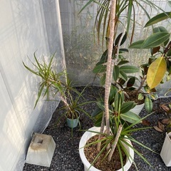 観葉植物の画像
