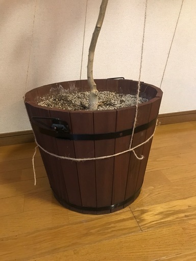 レモンの木　大苗　果樹　鉢植え　璃の香