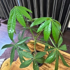 パキラ実生株
の画像
