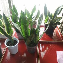 観葉植物サンスベリアの画像