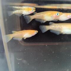 紅天女　若魚　15匹の画像