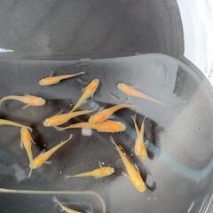 紅天女　若魚　15匹