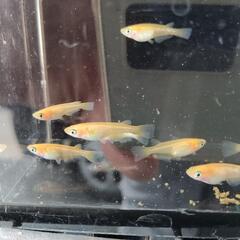 紅天女　若魚　15匹の画像
