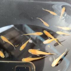 紅天女　若魚　15匹の画像
