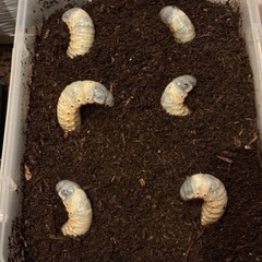  カブトムシ幼虫6匹　飼育ケース付き（雌雄判別なし）