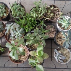 多肉植物　いろいろ　大特価50円の画像